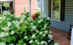 Pee Wee Dwarf Oakleaf Hydrangea - 3 Gallon Pot -Best Plant Shop Hydrangea Oakleaf Pee Wee