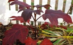 Ruby Slippers Dwarf Oakleaf Hydrangea - 7 Gallon Pot 12 Ruby Slippers Dwarf Oakleaf Hydrangea - 7 Gallon Pot -Best Plant Shop Hydrangea Oakleaf Ruby Slippers Fall Foliage Color