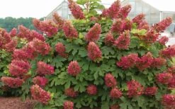 Ruby Slippers Dwarf Oakleaf Hydrangea - 7 Gallon Pot 11 Ruby Slippers Dwarf Oakleaf Hydrangea - 7 Gallon Pot -Best Plant Shop Hydrangea Oakleaf Ruby Slippers Full Bloom