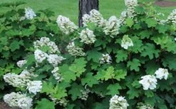 Ruby Slippers Dwarf Oakleaf Hydrangea - 1 Gallon Pot -Best Plant Shop Hydrangea Oakleaf Ruby Slippers Opening Color 1