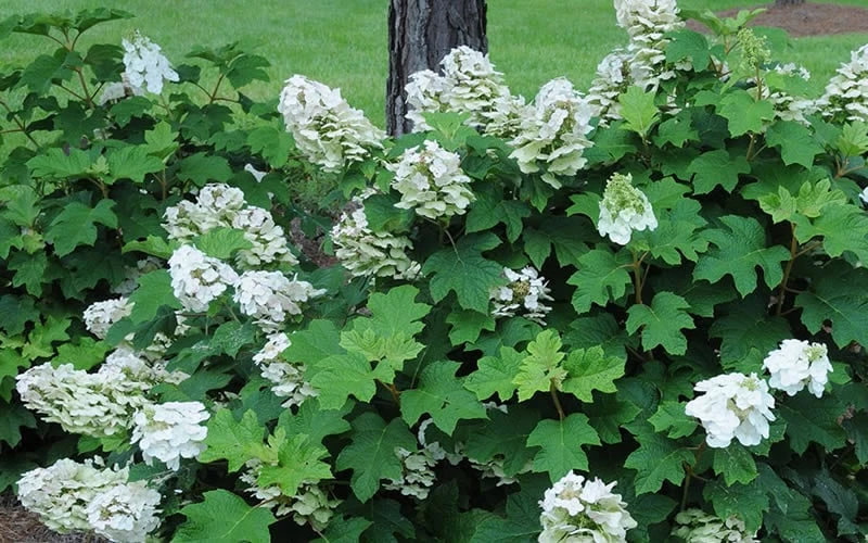 Ruby Slippers Dwarf Oakleaf Hydrangea - 7 Gallon Pot 8 Ruby Slippers Dwarf Oakleaf Hydrangea - 7 Gallon Pot - Image 6
