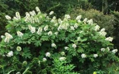 Semmes Beauty Oakleaf Hydrangea - 3 Gallon Pot -Best Plant Shop Hydrangea Oakleaf Semmes Beauty 10