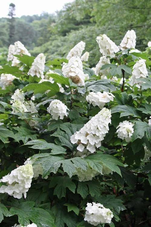 Snow Queen Oakleaf Hydrangea - 2 Gallon Pot 9 Snow Queen Oakleaf Hydrangea - 2 Gallon Pot - Image 7