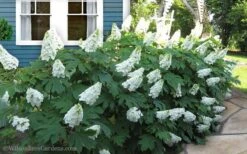 Snow Queen Oakleaf Hydrangea - 2 Gallon Pot 12 Snow Queen Oakleaf Hydrangea - 2 Gallon Pot -Best Plant Shop Hydrangea Oakleaf Snow Queen 11 1