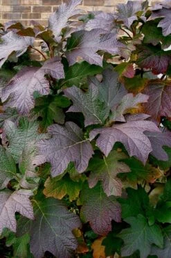 Snow Queen Oakleaf Hydrangea - 1 Gallon Pot -Best Plant Shop Hydrangea Oakleaf Snow Queen 3