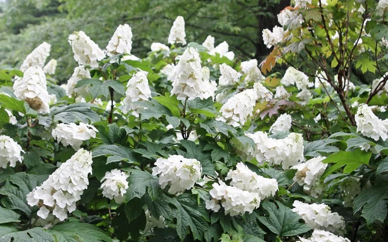 Snow Queen Oakleaf Hydrangea - 2 Gallon Pot 7 Snow Queen Oakleaf Hydrangea - 2 Gallon Pot - Image 5