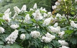 Snow Queen Oakleaf Hydrangea - 1 Gallon Pot -Best Plant Shop Hydrangea Oakleaf Snow Queen 6