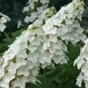 Snow Queen Oakleaf Hydrangea - 1 Gallon Pot 1 Snow Queen Oakleaf Hydrangea - 1 Gallon Pot -Best Plant Shop Hydrangea Oakleaf Snow Queen 8
