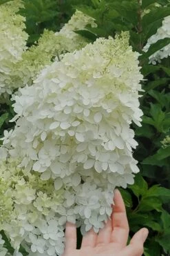 Phantom Hydrangea - 3 Gallon Pot -Best Plant Shop Hydrangea Phantom 20 1