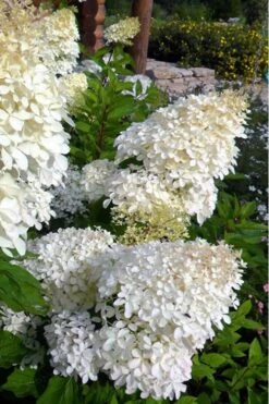 Phantom Hydrangea - 3 Gallon Pot -Best Plant Shop Hydrangea Phantom 500x750 2