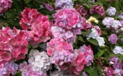 Preziosa Multi Color Hydrangea - 1 Gallon Pot -Best Plant Shop Hydrangea Preziosa 18 1
