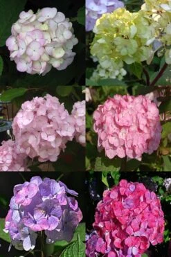 Preziosa Multi Color Hydrangea - 3 Gallon Pot 11 Preziosa Multi Color Hydrangea - 3 Gallon Pot -Best Plant Shop Hydrangea Preziosa 19