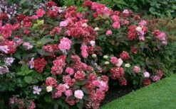 Preziosa Multi Color Hydrangea - 1 Gallon Pot -Best Plant Shop Hydrangea Preziosa 7 1