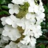 Semmes Beauty Oakleaf Hydrangea - 3 Gallon Pot -Best Plant Shop Hydrangea Semmes Beauty 10
