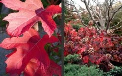 Semmes Beauty Oakleaf Hydrangea - 3 Gallon Pot -Best Plant Shop Hydrangea Semmes Beauty Fall Foliage Color