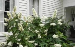 Semmes Beauty Oakleaf Hydrangea - 3 Gallon Pot -Best Plant Shop Hydrangea Semmes Beauty Home Foundation Planting