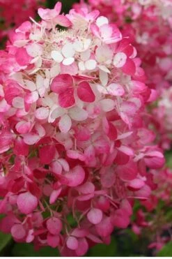 Strawberry Sundae Hydrangea - 1 Gallon Pot -Best Plant Shop Hydrangea Strawberry Sundae Flower 1
