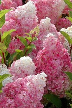 Strawberry Sundae Hydrangea - 1 Gallon Pot -Best Plant Shop Hydrangea Strawberry Sundae Flowers 3