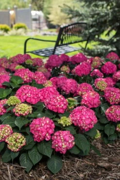 Summer Crush Endless Summer Hydrangea - 1 Gallon Pot -Best Plant Shop Hydrangea Summer Crush Endless Summer 3