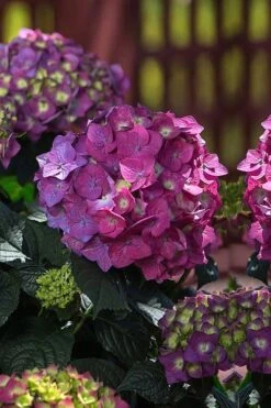 Summer Crush Endless Summer Hydrangea - 1 Gallon Pot -Best Plant Shop Hydrangea Summer Crush Endless Summer 4