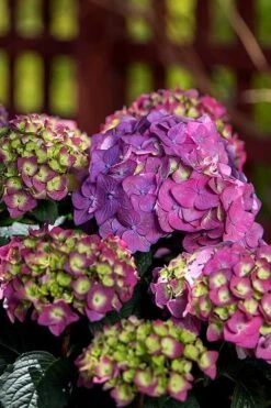 Summer Crush Endless Summer Hydrangea - 1 Gallon Pot -Best Plant Shop Hydrangea Summer Crush Endless Summer 5