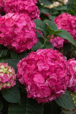 Summer Crush Endless Summer Hydrangea - 7 Gallon Pot -Best Plant Shop Hydrangea Summer Crush Endless Summer 6 2