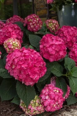 Summer Crush Endless Summer Hydrangea - 7 Gallon Pot -Best Plant Shop Hydrangea Summer Crush Endless Summer 7 2