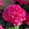 Summer Crush Endless Summer Hydrangea - 1 Gallon Pot -Best Plant Shop Hydrangea Summer Crush Endless Summer 8