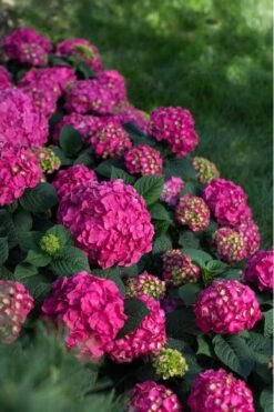 Summer Crush Endless Summer Hydrangea - 7 Gallon Pot -Best Plant Shop Hydrangea Summer Crush Endless Summer 9 2