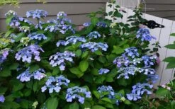 Twist-N-Shout Endless Summer Hydrangea - 3 Gallon Pot -Best Plant Shop Hydrangea Twist N Shout Blue Flowers 3