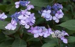 Twist-N-Shout Endless Summer Hydrangea - 3 Gallon Pot -Best Plant Shop Hydrangea Twist N Shout Lavender Flowers 2