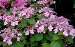 Twist-N-Shout Endless Summer Hydrangea - 3 Gallon Pot -Best Plant Shop Hydrangea Twist N Shout Pink Flowers 2