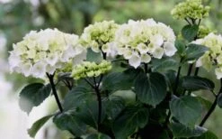 Zebra Hydrangea - 1 Gallon Pot -Best Plant Shop Hydrangea Zebra Flowers