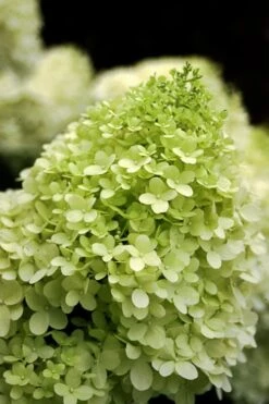 Limelight PeeGee Hydrangea - 3 Gallon Pot 14 Limelight PeeGee Hydrangea - 3 Gallon Pot -Best Plant Shop Hydrangea limelightf BS 1