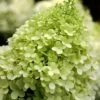 Limelight PeeGee Hydrangea - 1 Gallon Pot -Best Plant Shop Hydrangea limelightf BS