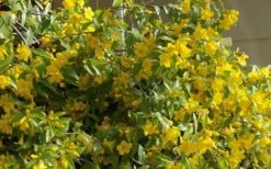 Butterscotch Yellow Jasmine (Jessamine) Gelsemium Sempervirens - 3 Gallon Pot -Best Plant Shop Jasmine Butterscotch 51