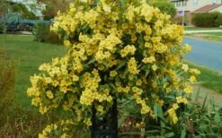 Butterscotch Yellow Jasmine (Jessamine) Gelsemium Sempervirens - 3 Gallon Pot -Best Plant Shop Jasmine Butterscotch 52