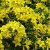 Butterscotch Yellow Jasmine (Jessamine) Gelsemium Sempervirens - 3 Gallon Pot -Best Plant Shop Jasmine Butterscotch Rev 500x750 1