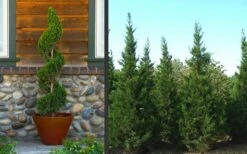 Hetzi Columnar Juniper - 7 Gallon Pot (4-5') -Best Plant Shop Juniper Hetzi Columnar Landscape 2