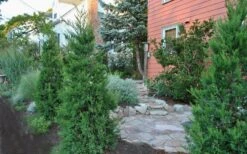 Hetzi Columnar Juniper - 7 Gallon Pot (4-5') -Best Plant Shop Juniper Hetzi Columnar Landscape