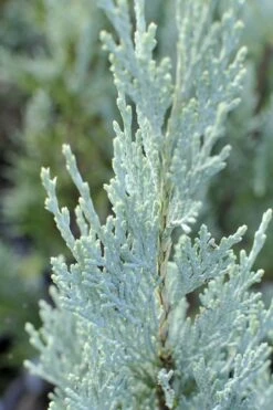Moonglow Pyramidal Blue Juniper - 3 Gallon Pot -Best Plant Shop Juniper Moonglow 3