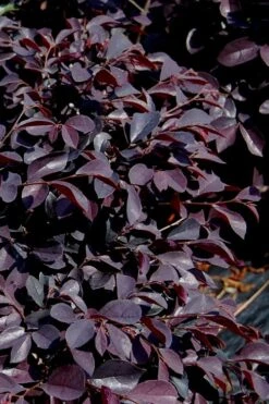 Carolina Midnight Loropetalum - 1 Gallon Pot -Best Plant Shop Loropetalum Carolina Midnight 10