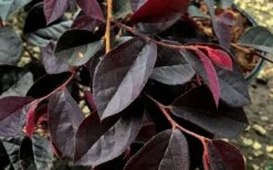 Carolina Midnight Loropetalum - 1 Gallon Pot -Best Plant Shop Loropetalum Carolina Midnight Leaves