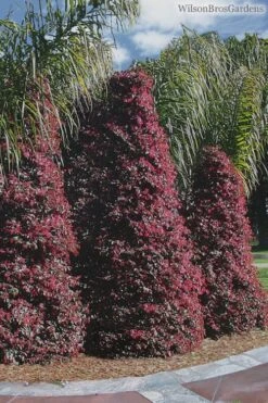 Zhuzhou Loropetalum (Chinese Fringeflower) - 7 Gallon Pot 14 Zhuzhou Loropetalum (Chinese Fringeflower) - 7 Gallon Pot -Best Plant Shop Loropetalum ZhuZhou 22