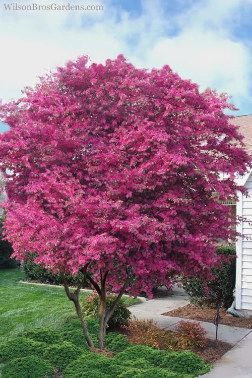 Zhuzhou Loropetalum (Chinese Fringeflower) - 7 Gallon Pot 6 Zhuzhou Loropetalum (Chinese Fringeflower) - 7 Gallon Pot - Image 4