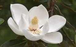 Alta Southern Magnolia - 7 Gallon Pot (3-4') 11 Alta Southern Magnolia - 7 Gallon Pot (3-4') -Best Plant Shop Magnolia Alta 2