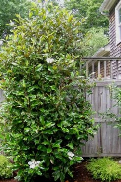 Alta Southern Magnolia - 7 Gallon Pot (3-4') 10 Alta Southern Magnolia - 7 Gallon Pot (3-4') -Best Plant Shop Magnolia Alta 500x750 1