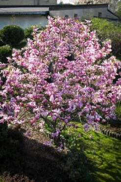 Betty Magnolia Tulip Tree - 3 Gallon Pot -Best Plant Shop Magnolia Betty 7 1