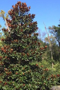 Brackens Brown Beauty Magnolia - 7 Gallon Pot (3-4') -Best Plant Shop Magnolia Bracken Brown Beauty 500x750 3