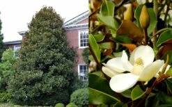 Brackens Brown Beauty Magnolia - 5 Gallon Pot 13 Brackens Brown Beauty Magnolia - 5 Gallon Pot -Best Plant Shop Magnolia Brackens Brown Beauty 1 3